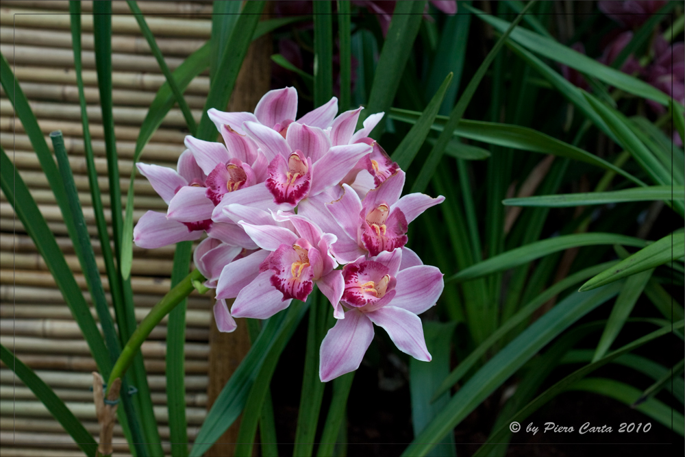 * Phalaenopsis III *