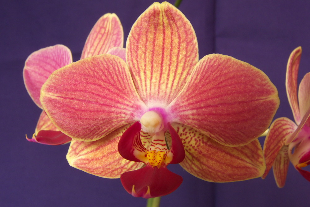 Phalaenopsis III