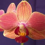 Phalaenopsis III