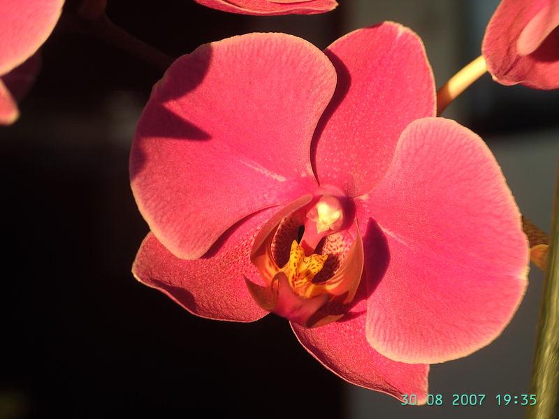 Phalaenopsis III