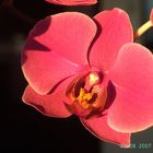 Phalaenopsis III