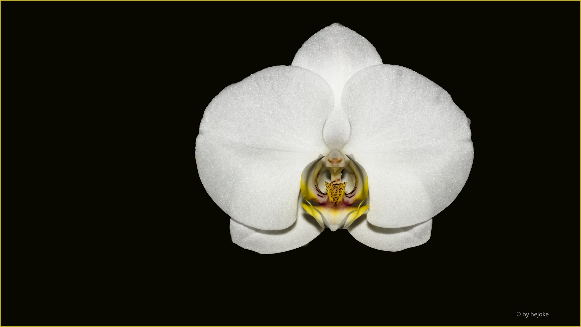 Phalaenopsis Ikaria