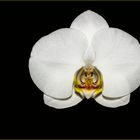 Phalaenopsis Ikaria