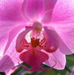 "Phalaenopsis." im Gegenlicht