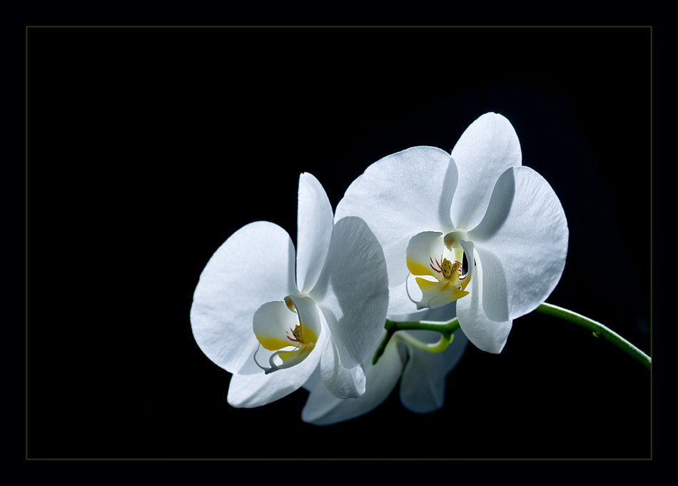 phalaenopsis im gegenlicht