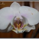 Phalaenopsis im Portrait