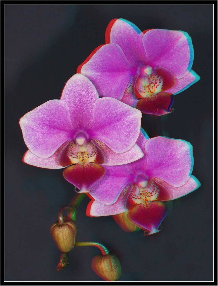 Phalaenopsis in 3D