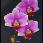 Phalaenopsis in 3D