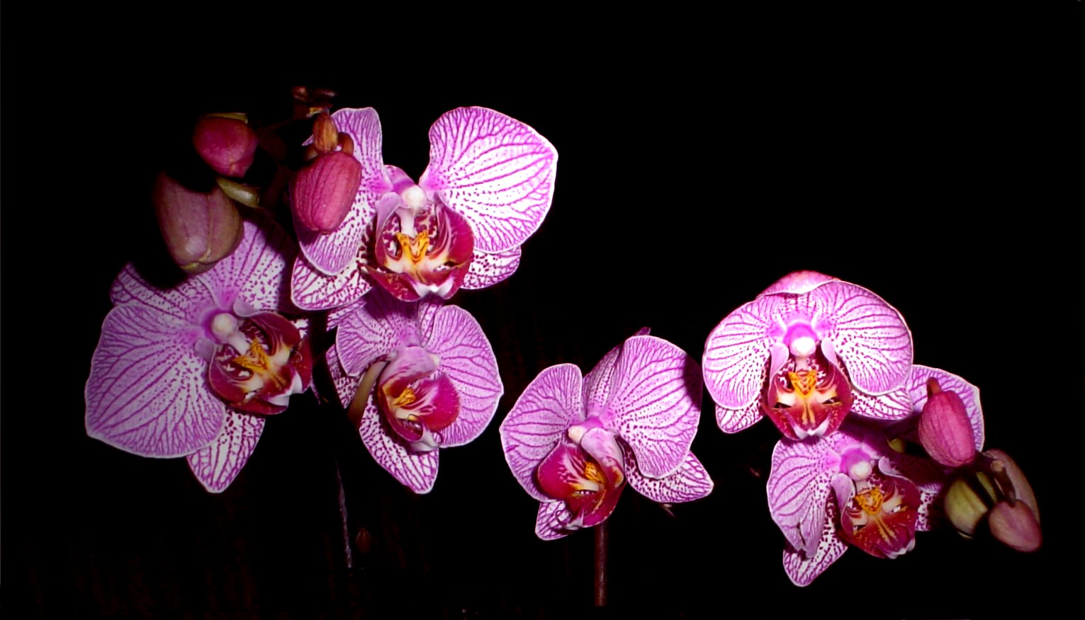 Phalaenopsis in voller Blüte