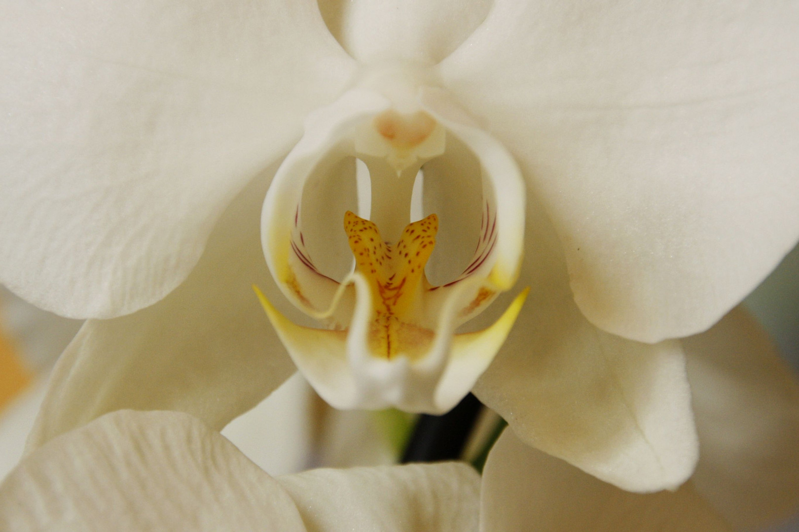 Phalaenopsis intim