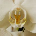 Phalaenopsis intim