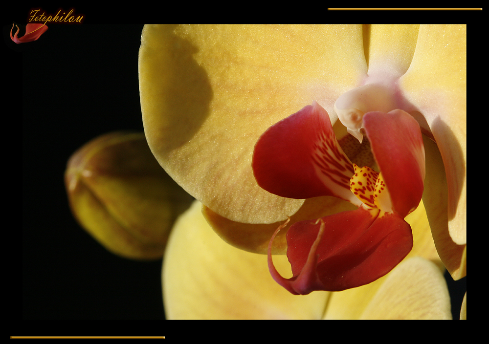 Phalaenopsis jaune