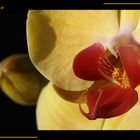 Phalaenopsis jaune