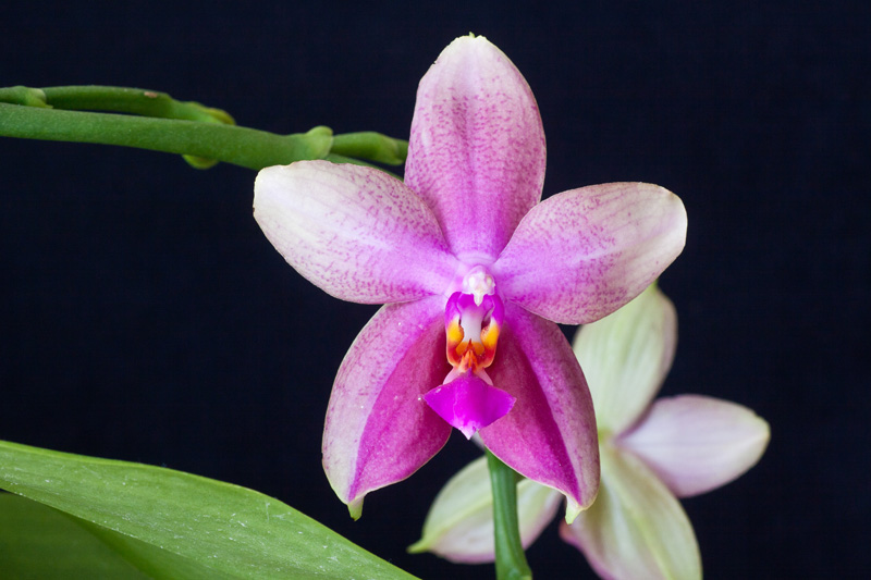 Phalaenopsis "Liodora"