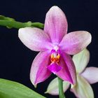 Phalaenopsis "Liodora"