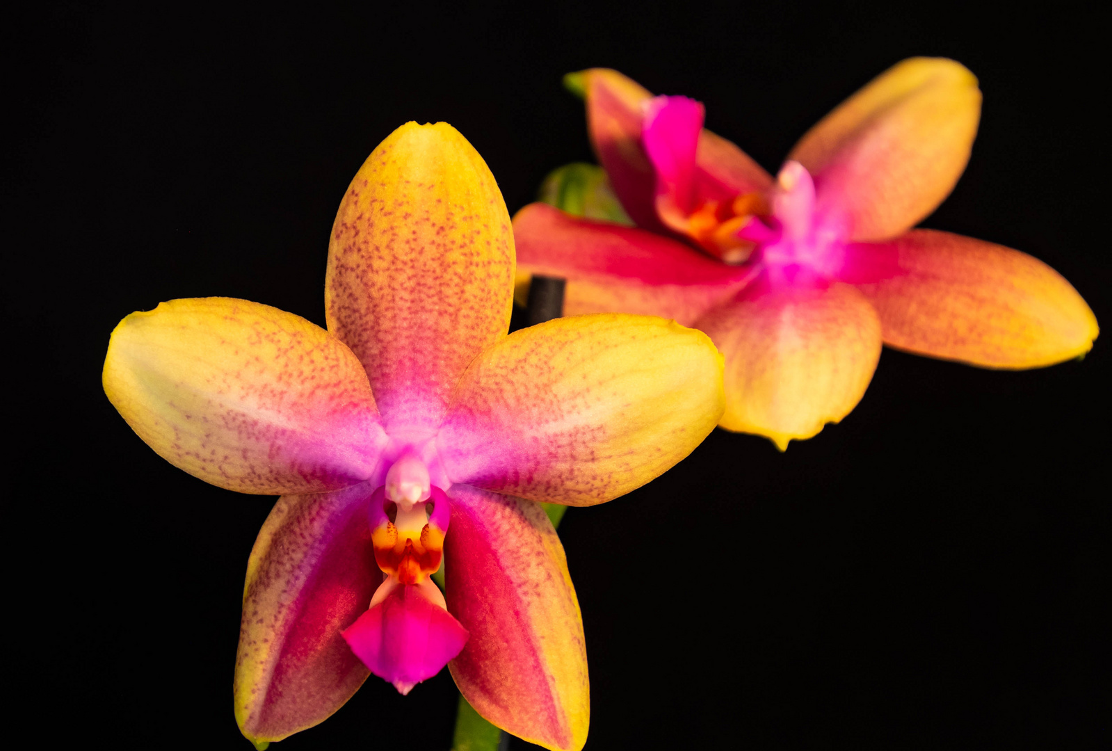 Phalaenopsis Liodoro Duft-Orchidee