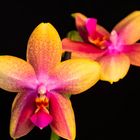 Phalaenopsis Liodoro Duft-Orchidee