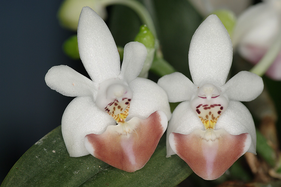 Phalaenopsis Lovely Kid