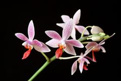 Phalaenopsis maculata x equestris