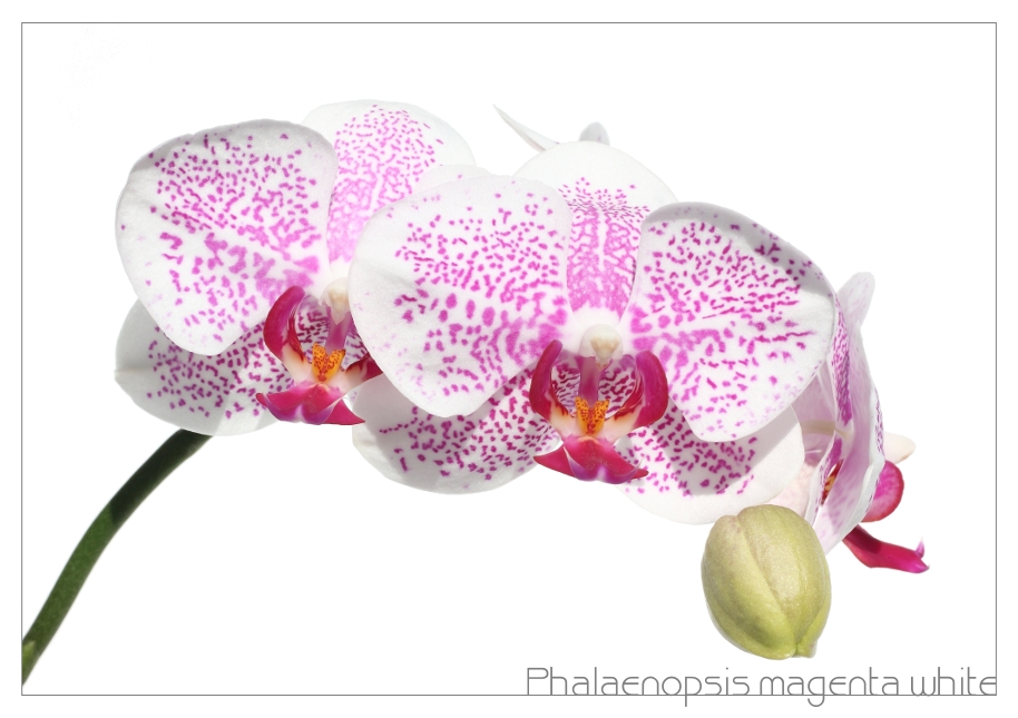 Phalaenopsis magenta white