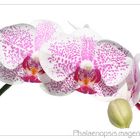 Phalaenopsis magenta white