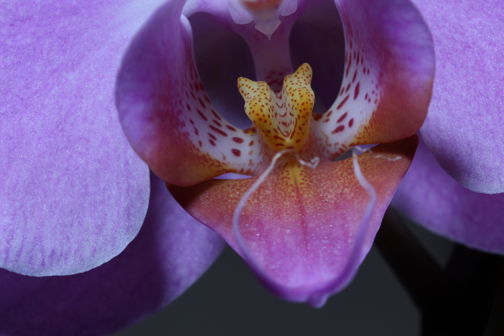 Phalaenopsis Makro