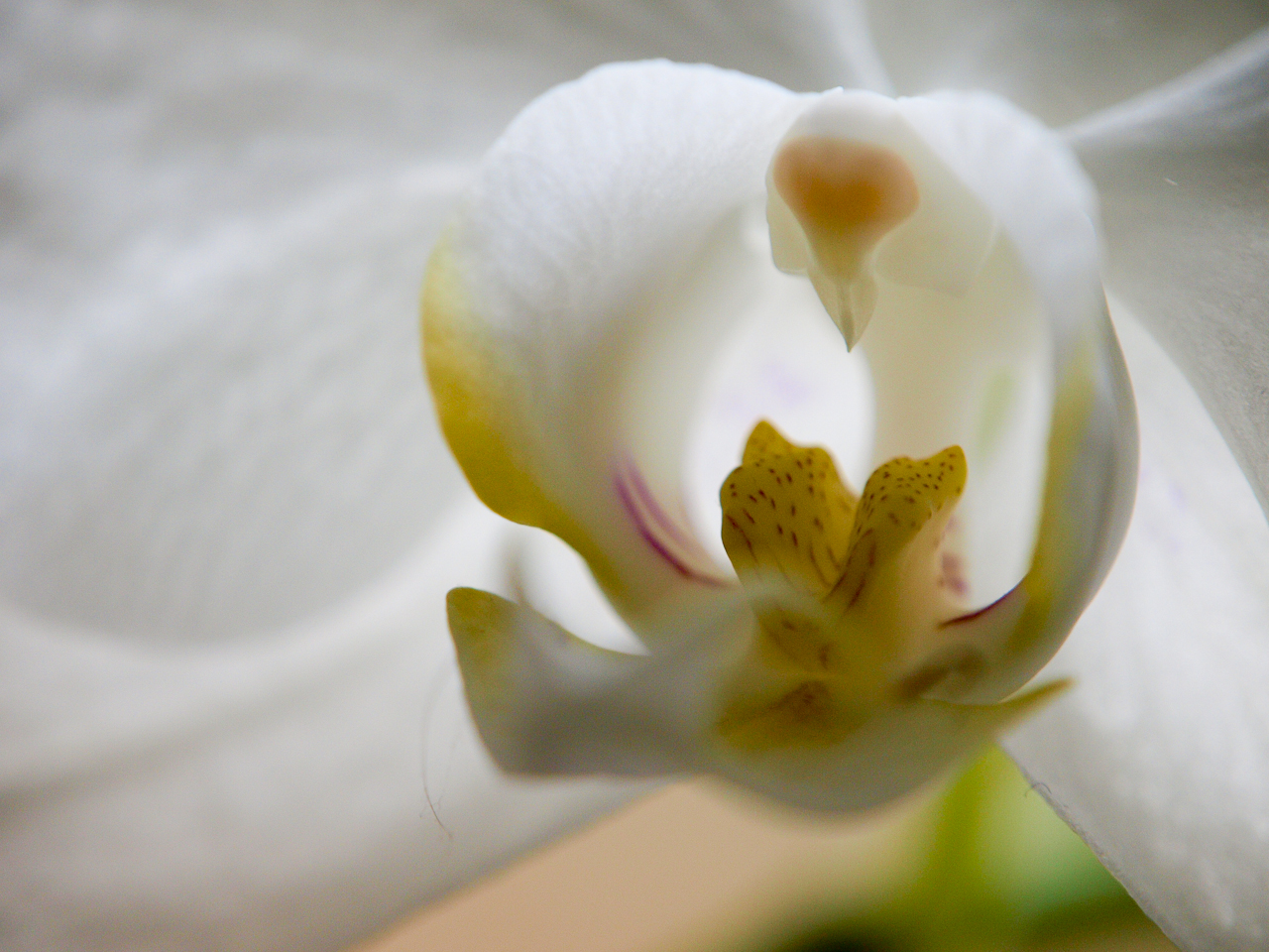 Phalaenopsis-Makro