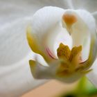 Phalaenopsis-Makro