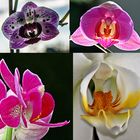 Phalaenopsis mal VIER