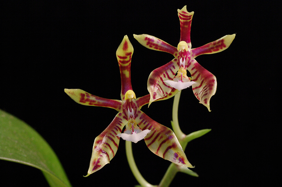 Phalaenopsis mannii