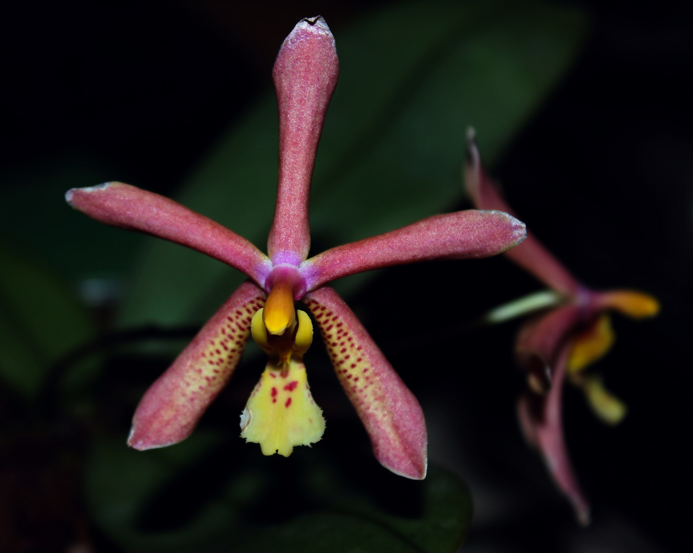 Phalaenopsis mannii Black x schilleriana