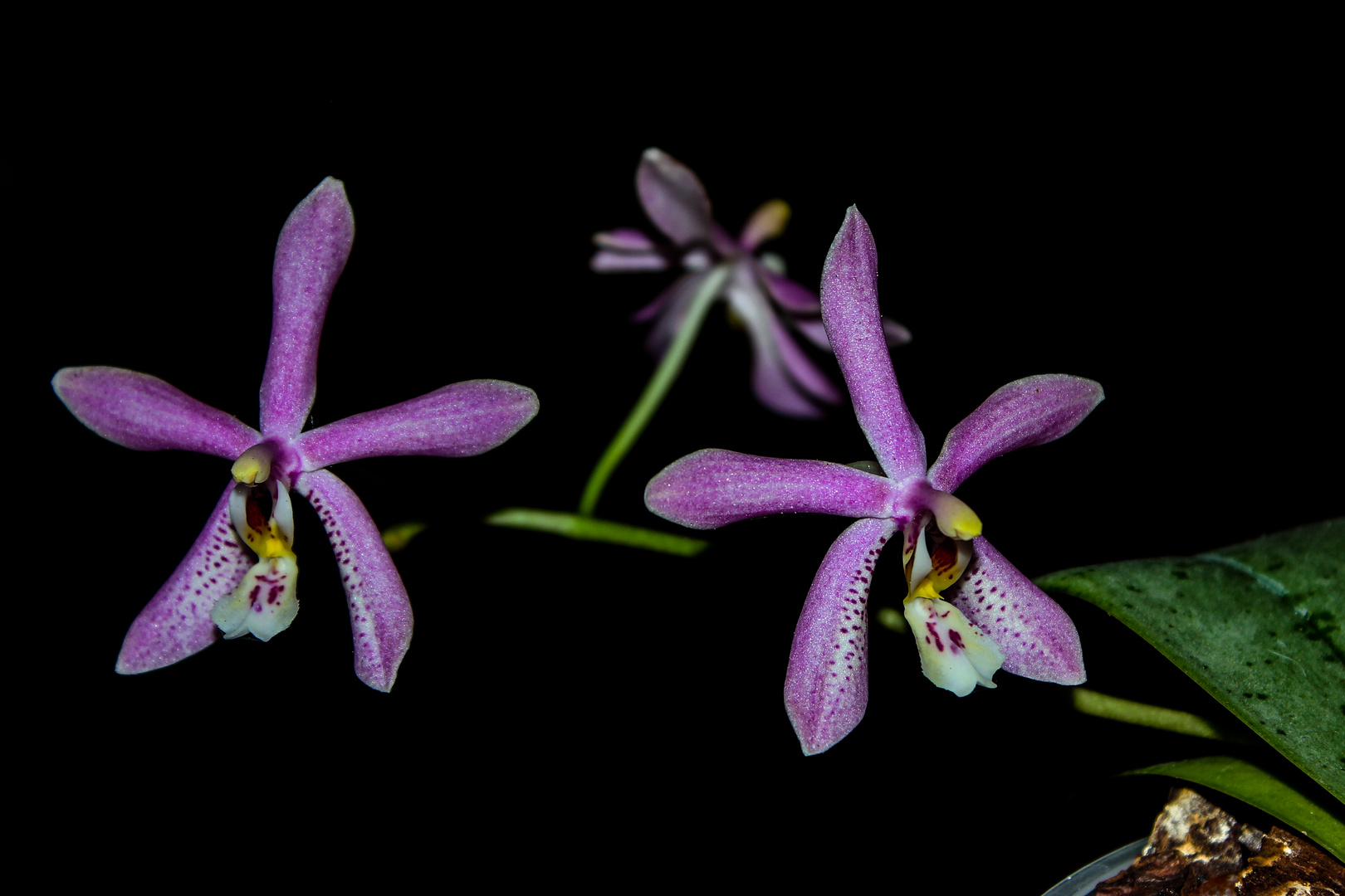 Phalaenopsis mannii Black x schilleriana II