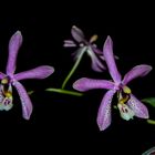 Phalaenopsis mannii Black x schilleriana II