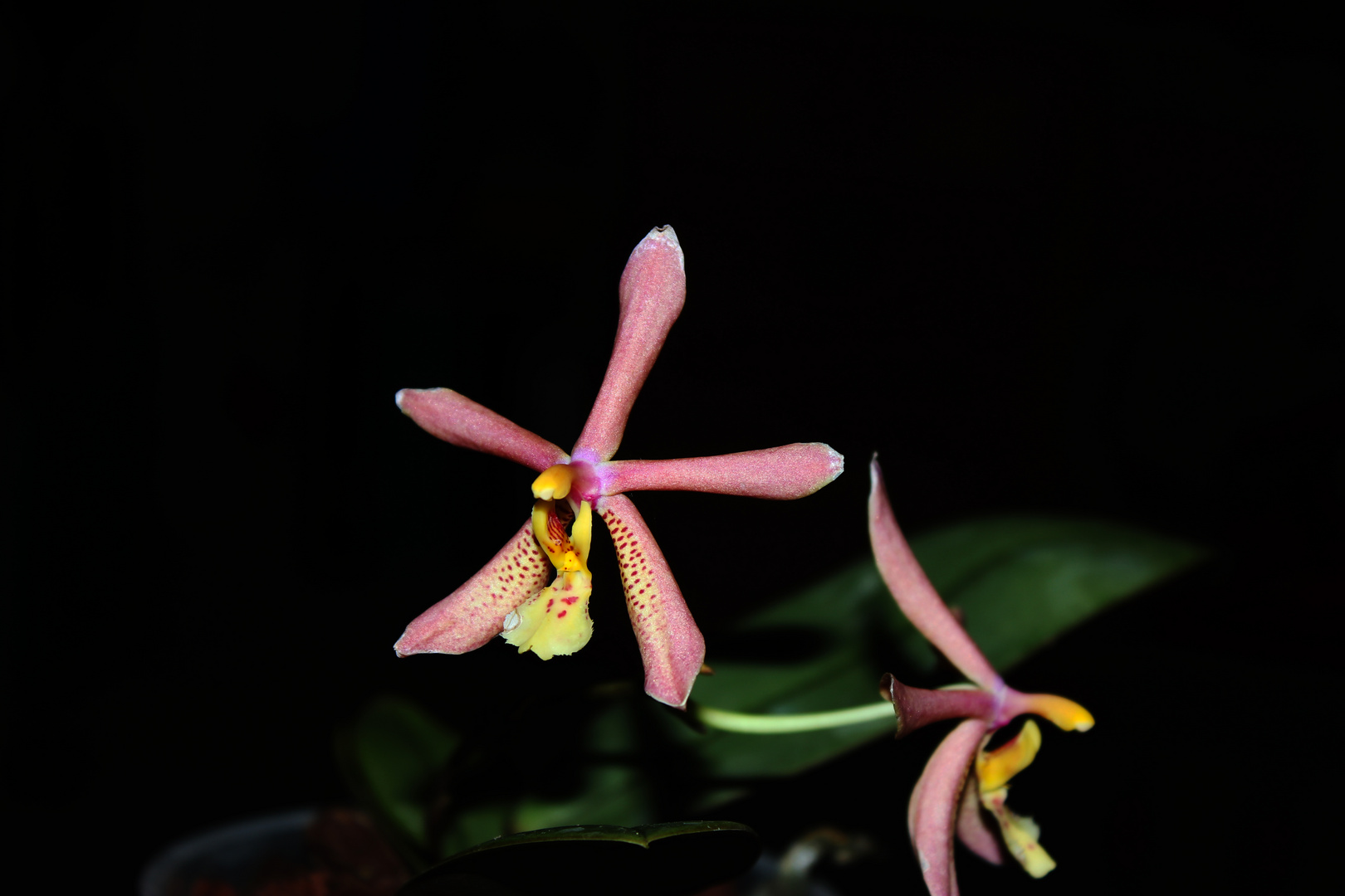 Phalaenopsis mannii Black x schilleriana II