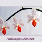 Phalaenopsis Mini Mark