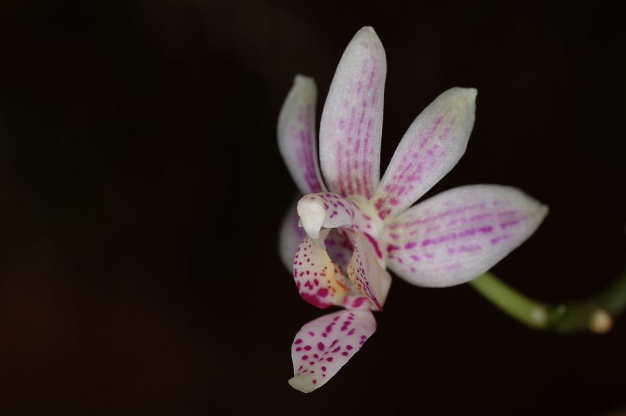 Phalaenopsis minus x amboinensis