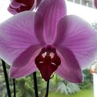 Phalaenopsis - mit Gesicht?