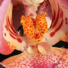 Phalaenopsis mit Spiegelung des Mäulchens