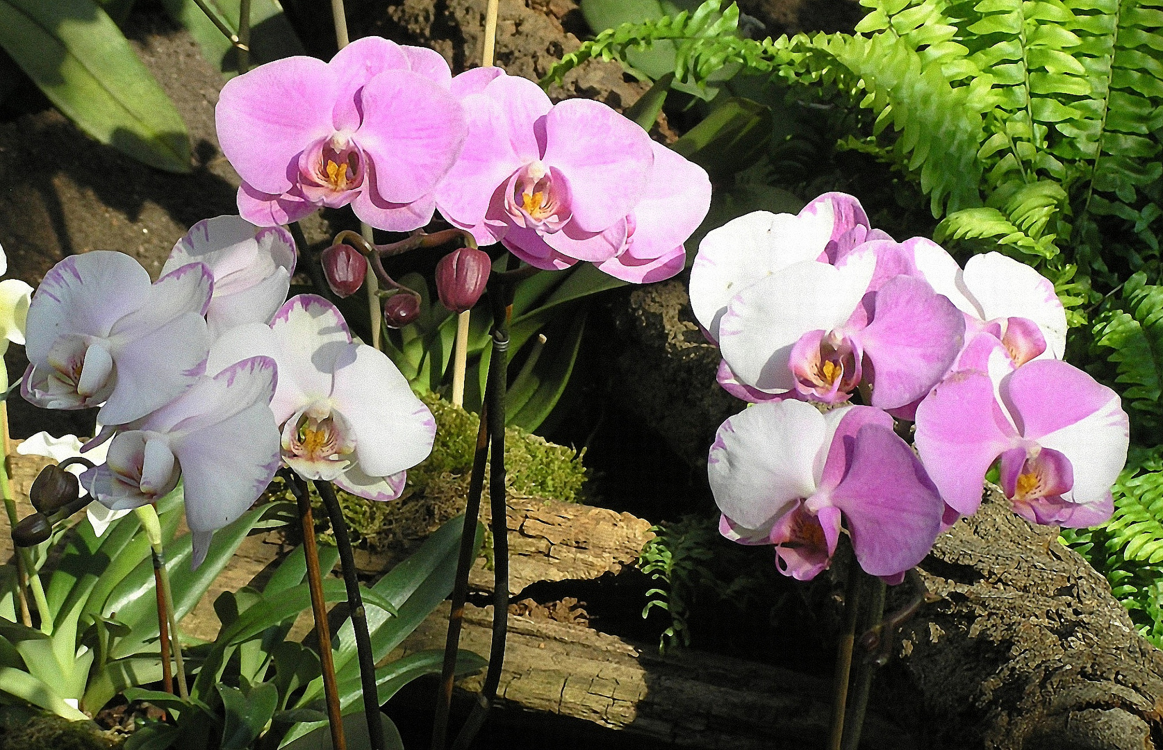 Phalaenopsis Mutation (sehr selten)