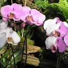 Phalaenopsis Mutation (sehr selten)