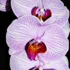 Phalaenopsis-- Nachtfalterorchidee