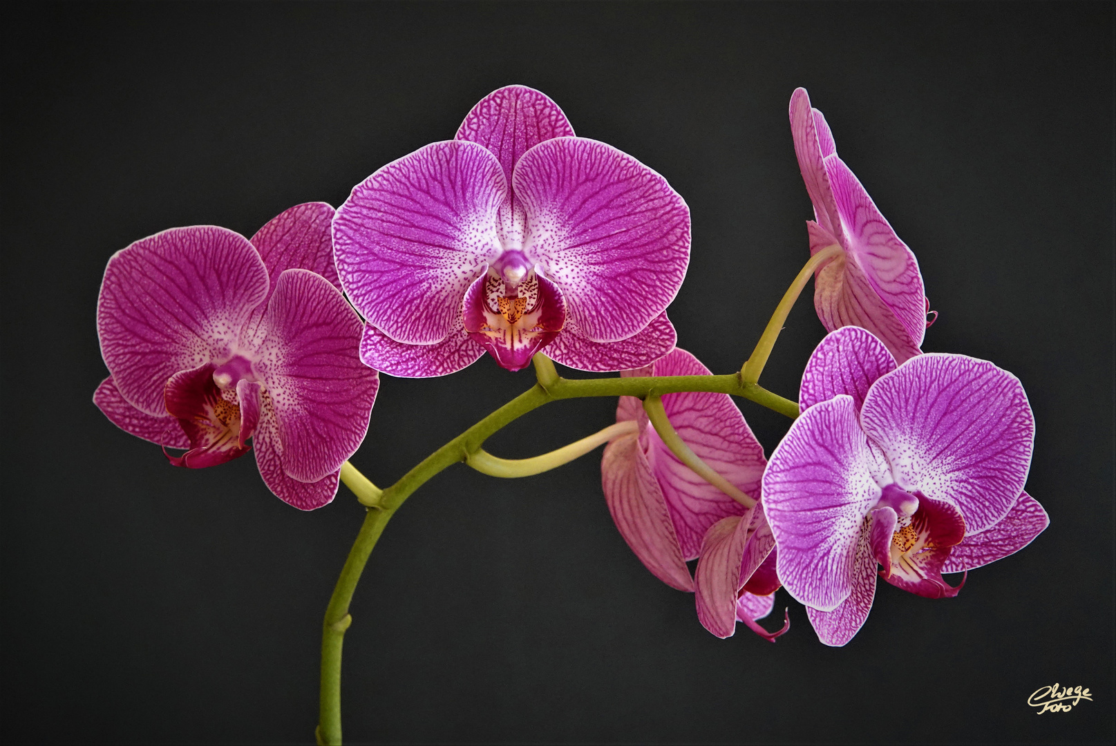 Phalaenopsis oder Nachtfalter-Orchidee