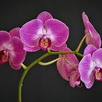 Phalaenopsis oder Nachtfalter-Orchidee