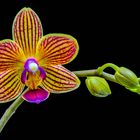 Phalaenopsis of de vlinderorchidee