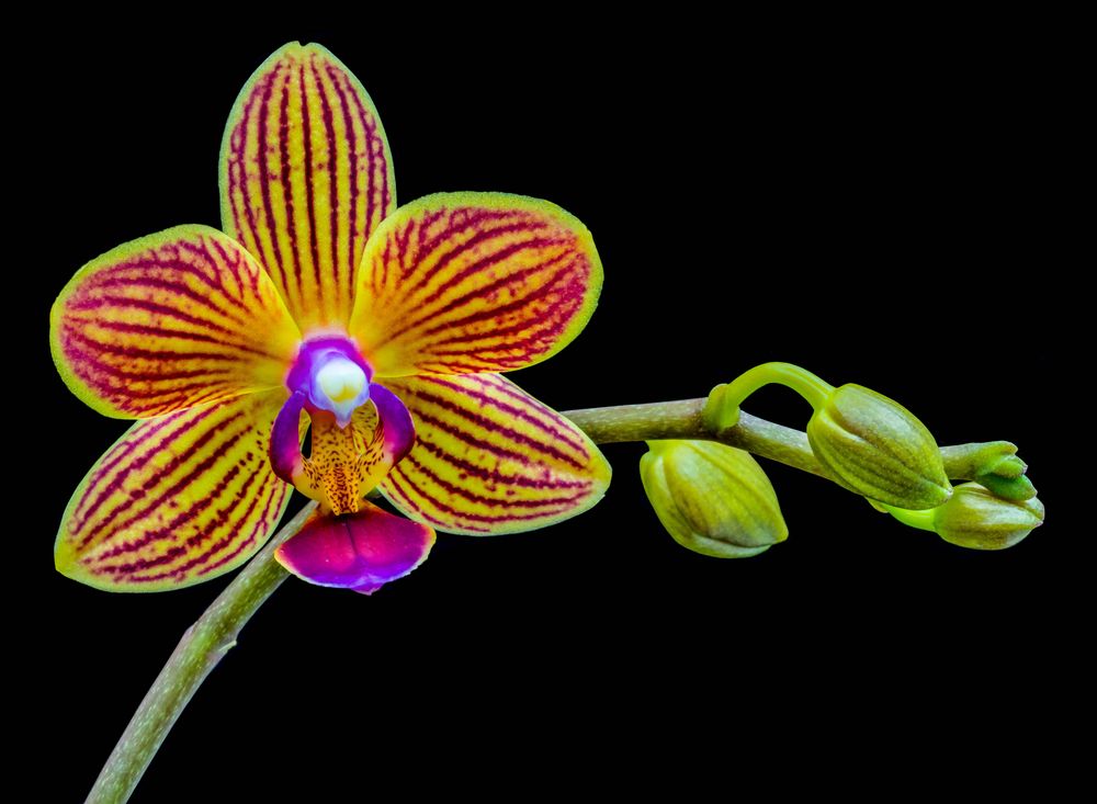 Phalaenopsis of de vlinderorchidee