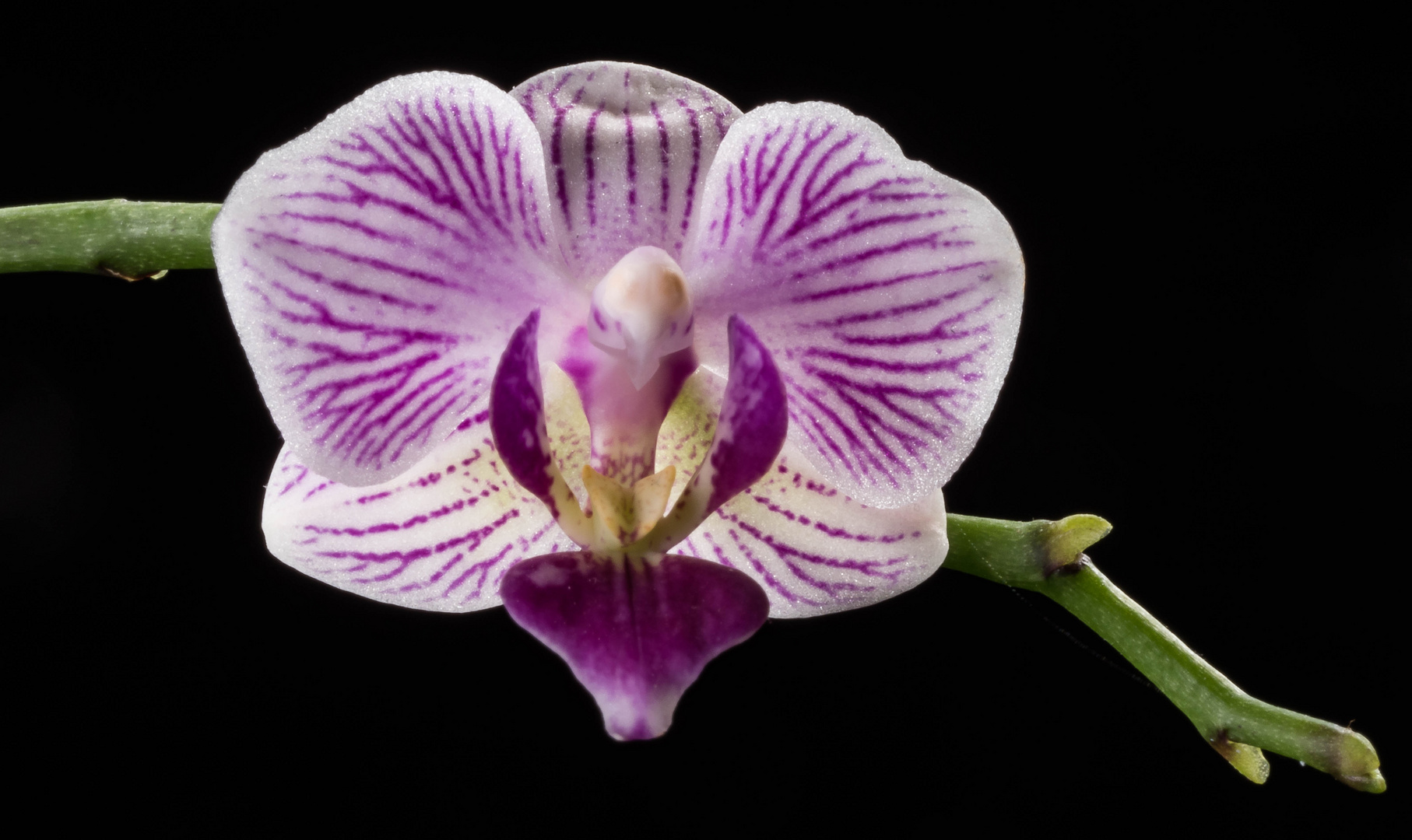 Phalaenopsis of de vlinderorchidee