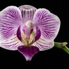 Phalaenopsis of de vlinderorchidee