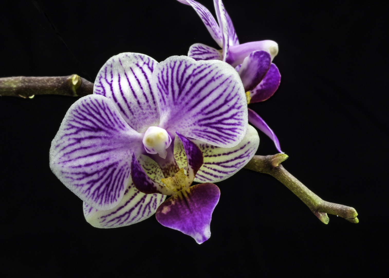 Phalaenopsis of de vlinderorchidee