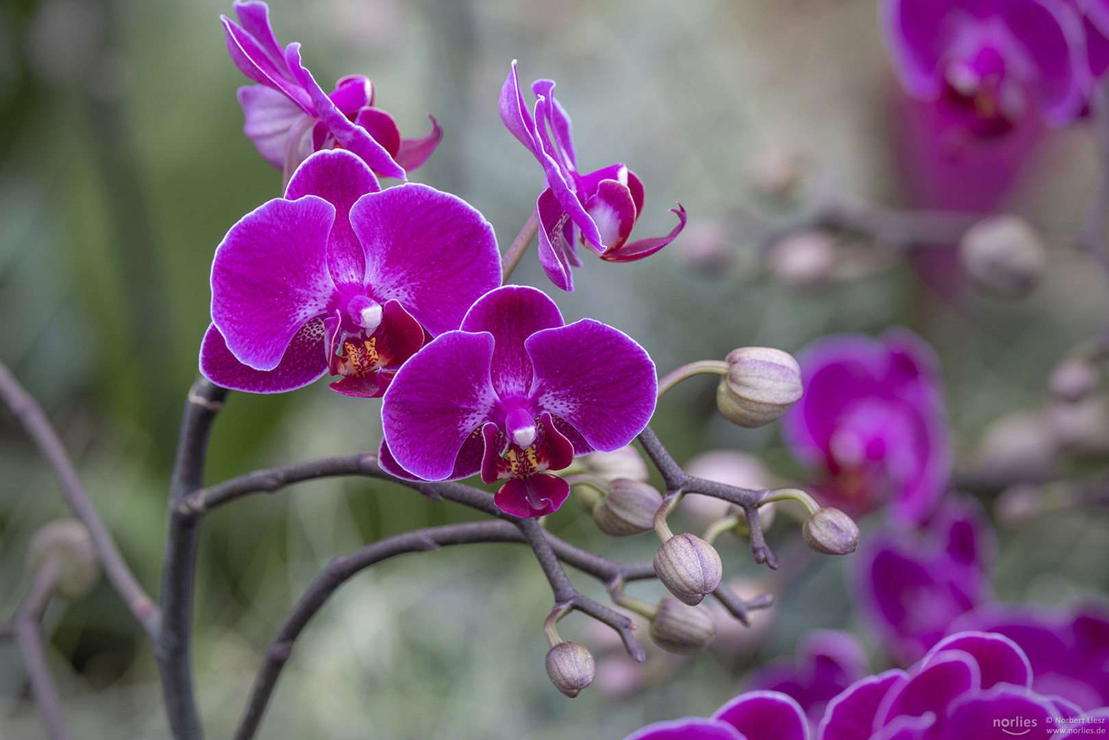 Phalaenopsis Optimost