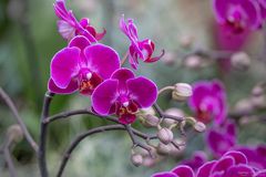 Phalaenopsis Optimost